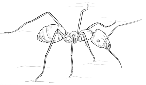 Meat Eater Ant Coloring Page